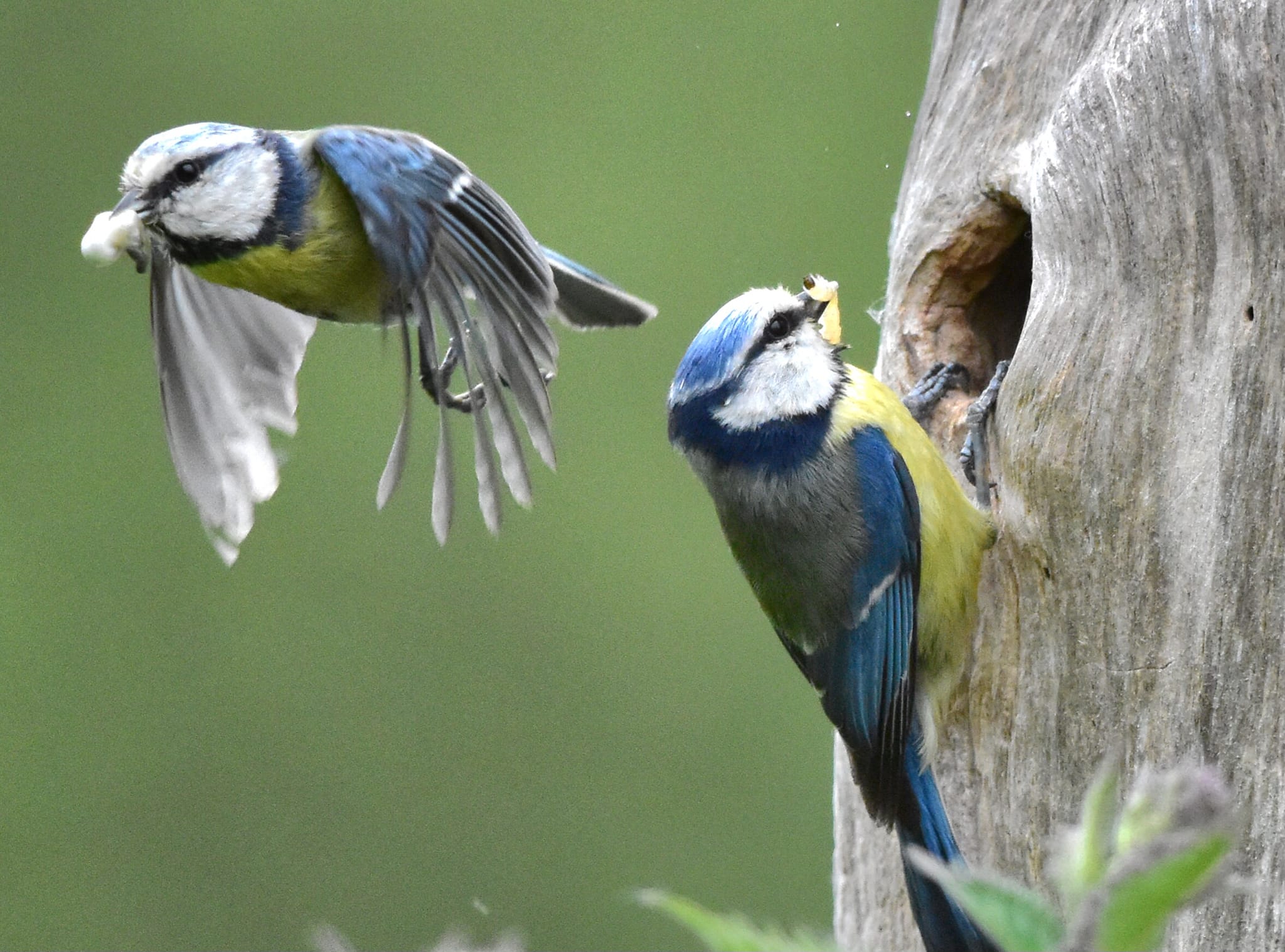 Blue Tits at Strumpshaw Fen